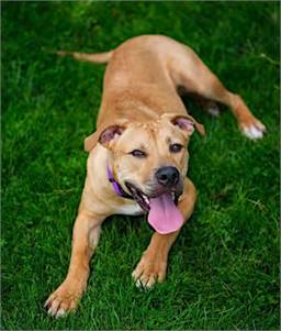 Daisy the Labrador Retriever/American Pit Bull Terrier at FurryTail Endings