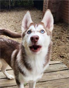 Snow Angel the Siberian Husky at Husky House