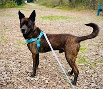 Dale the Chihuahua/Feist at Jersey Shore Animal Center