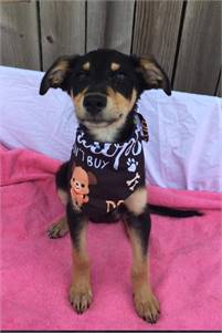 Selena the Rat Terrier & Australian Kelpie Mix at JKRC Rescue