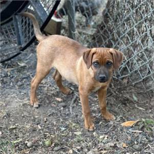 Scooby the Beagle & Chihuahua Mix at JKRC Rescue