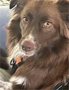 Tommy the Mini Australian Shepherd at Lonely Paws