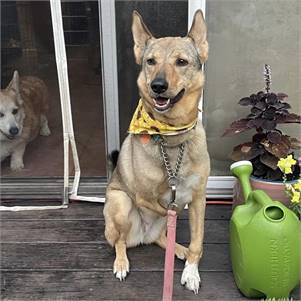 Princess Willow the German Shepherd Dog & Terrier Mix at Lost Paws Animal Rescue