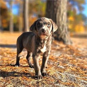 Tiggy the Terrier at MatchDog Rescue