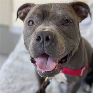 Travis the Pittie at Monmouth County SPCA