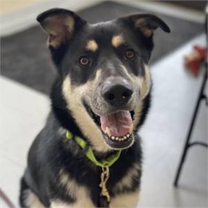 Arlo the Husky Mix at Monmouth County SPCA