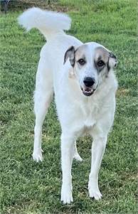 Ms. Lady the Great Pyrenees Mix at North Star Pet Rescue