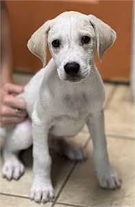 Goliath the Labrador Retriever/Bluetick Coonhound at O.S.C.A.R.