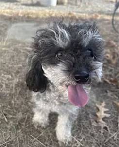 Peach the Mini Poodle at Peyton's Place Animal Rescue 