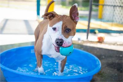 Cea the Pit Bull Terrier at Plainfield Area Humane Society