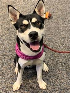 Diesel the Siberian Husky - American Pit Bull Terrier at Ramapo-Bergen Animal Refuge