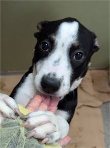 Honeynut the Mixed Breed at St. Hubert's Animal Welfare Center