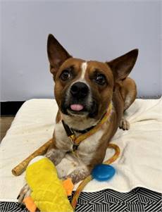 Lurch the American Blue Heeler/Mix at St. Hubert's Animal Welfare Center