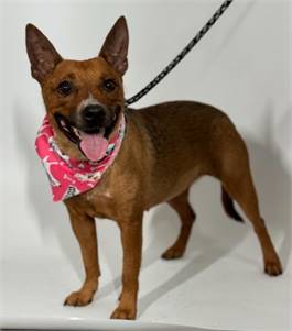 Poppy the American Blue Heeler/Mix at St. Hubert's Animal Welfare Center