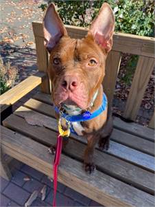 Bourbon the American Staffordshire Terrier / Terrier / Mixed at Sammy's Hope