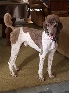 Stetson the Standard Poodle at Shelter Survivors