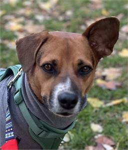 Barry, 2-year-old male, beagle mix, dog&cat friendly