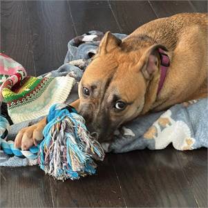 Suzie the Shepherd Mix at Best Friends New York