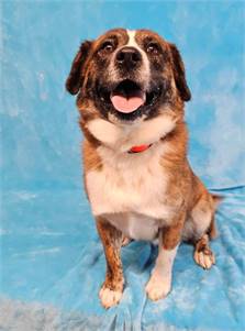 Styx the Australian Shepherd Mix at Social Tees Animal Rescue Foundation