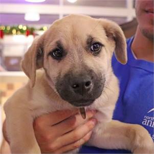 Hermie the Mixed Breed at North Shore Animal League