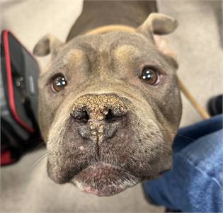 Adonis the Mixed Breed at Animal Care Centers of NYC