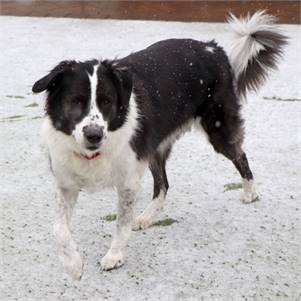 Cali the Mixed Breed at North Shore Animal League