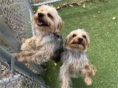 Fonzie & Mara the Yorkshire Terrier Bonded Pair at Greenwich Animal Control