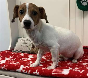 Russell the Jack Russell Terrier at Bloomingdale Regional Animal Shelter Society