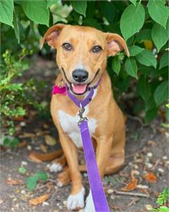 Labrador Retriever mix at Home For Good Dog Rescue