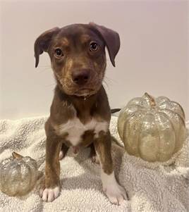 Tate the Labrador Retriever Mix at Home For Good Dog Rescue