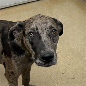 Catahoula Leopard Dog / Labrador Retriever Mix at Eleventh Hour Rescue