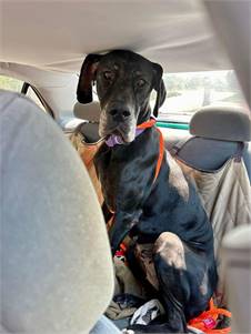 Great Dane at Eleventh Hour Rescue