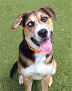 Beagle / Shepherd Mix at Eleventh Hour Rescue