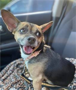 Wheezy the Corgi Mix at NJSH Pet Rescue