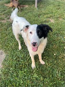 Andy the Border Collie Mix at Castle of Dreams Animal Rescue