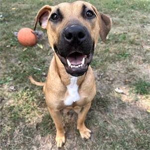 Chloe the Mixed Breed at 4 Paws Dog Rescue of NJ 