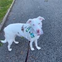 Ollie the Australian Shepherd at A Pathway to Hope