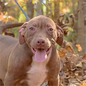 Paxton the Hound & Pit Bull Terrier Mix at Animal Alliance of NJ