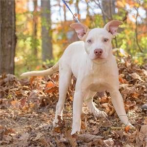 James the Bulldog Mix at Animal Alliance of NJ