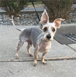 Danny the Yorkshire Terrier Mix at Animal Alliance of NJ