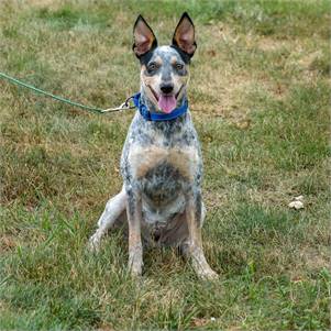 Boots the Cattle Dog at Animal Alliance of NJ