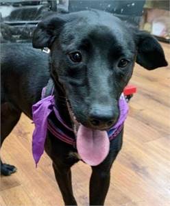 Star the Labrador Retriever Mix at Animal Alliance of NJ