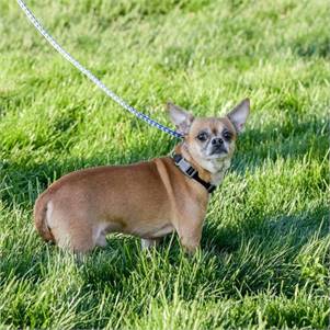 Butch the Chihuahua at Animal Alliance of NJ