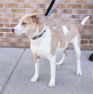 Mia the Hound Mix at Animal Alliance of NJ