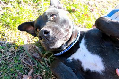 Melody the Hound Mix at Animal Alliance of NJ