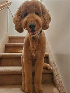 Toby the Labradoodle at Animal Rescue Force