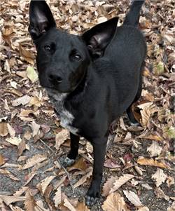 Yin the American Blue Heeler Mix at Animal Welfare Association of New Jersey