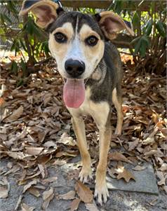 Homey the Black Mouth Cur Mix at Animal Welfare Association of New Jersey