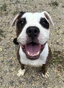 Jelli the Pit Bull Terrier Mix at AHS-Tinton Falls