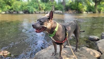 Halo the Pit Bull Terrier Mix at Associated Humane Societies - Newark